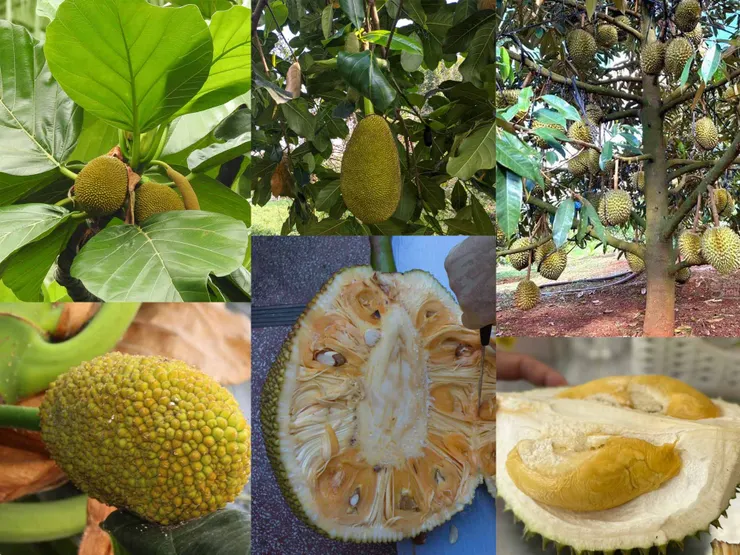 圖5 三種有名的熱帶水果比較