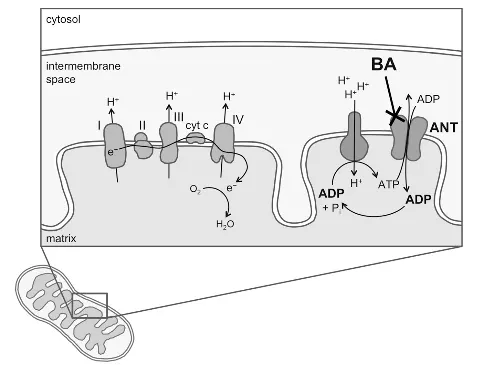 Anwar, M., Kasper, A., Steck, A. R., & Schier, J. G. (2017). Bongkrekic Acid-a Review of a Lesser-Known Mitochondrial Toxin. Journal of medical toxicology : official journal of the American College of Medical Toxicology, 13(2), 173–179.
