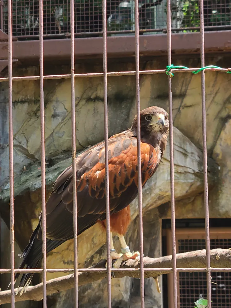 上野動物園老鷹