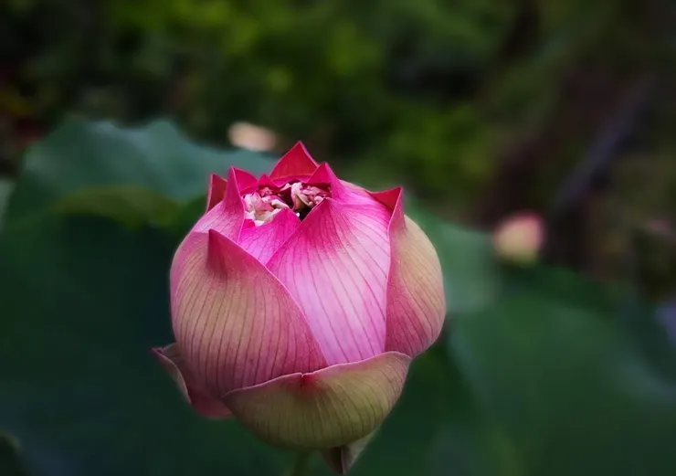 荷花不只是好看的觀賞花，更是吃、用、賞、文化四位一體的寶藏植物