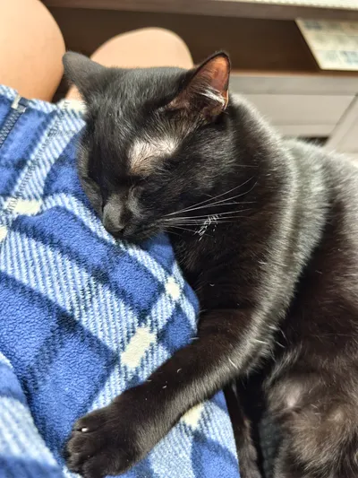 《捨不得的睡臉》