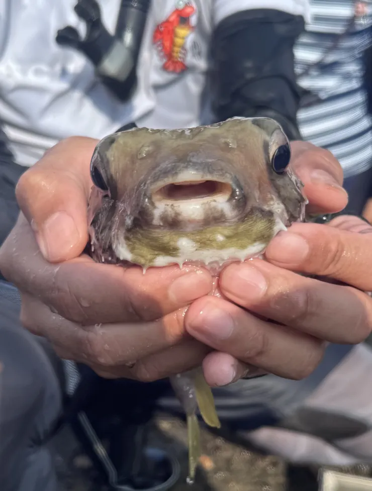 河豚