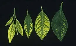 缺鋅的植物葉片，越左邊越嚴重。圖片取自UC IPM