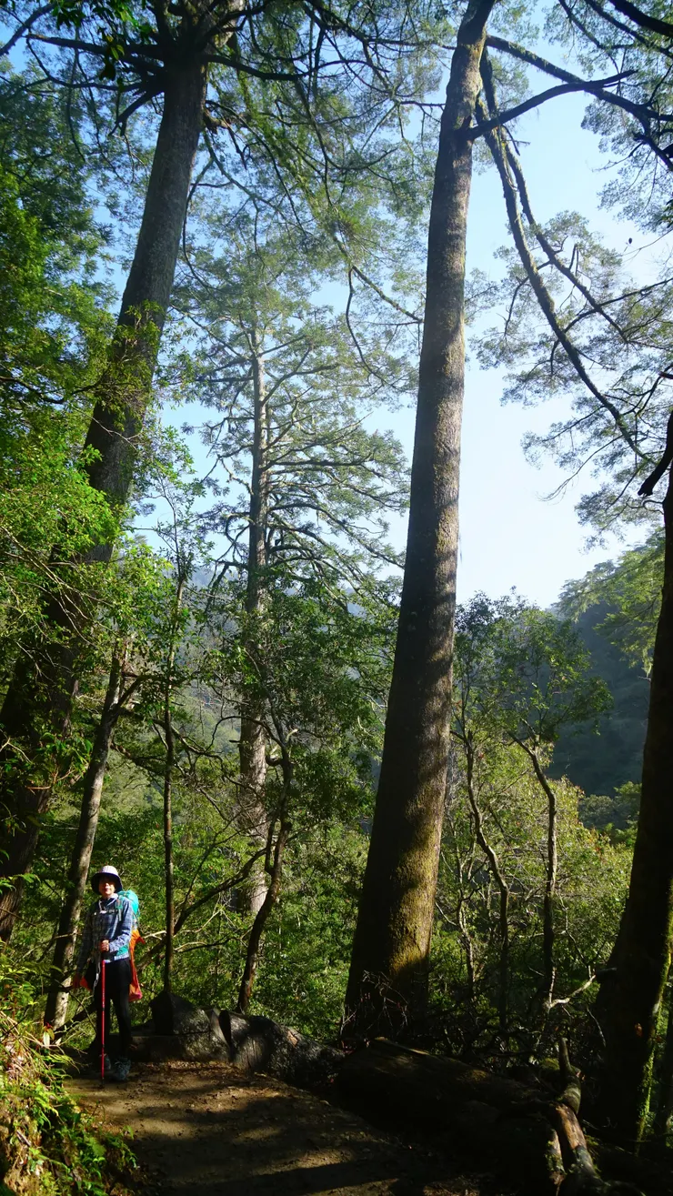 充當比例尺見證大樹