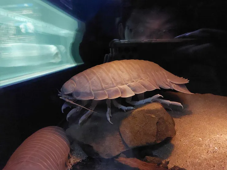 大王具足蟲，這讓我想到台灣之前的大王具足蟲拉麵，不過我不確定這是不是相同的品種