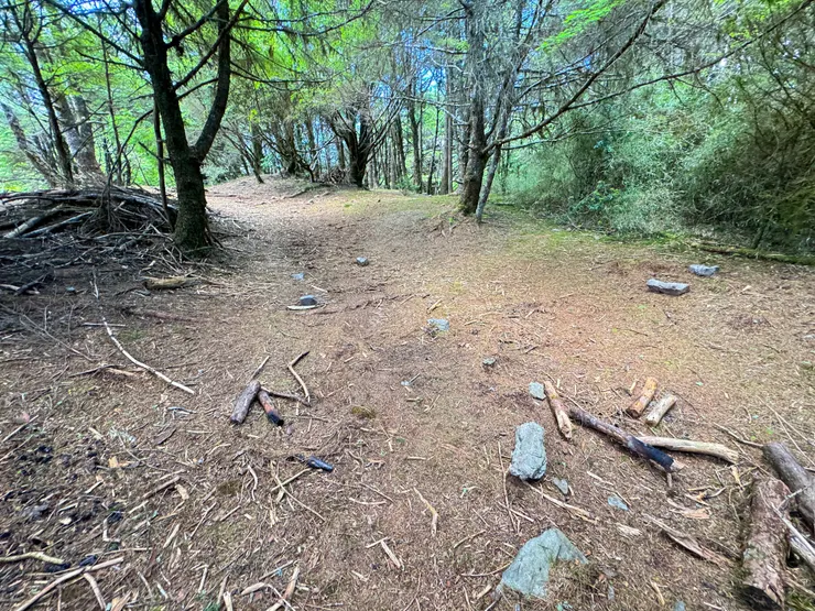 往羅葉尾山的路上有一超大松林營地，是傳統路線揹水上來後可以夜宿的營地。因為天氣太好，我們在這裡休息睡覺聊天快1個小時。🤣
