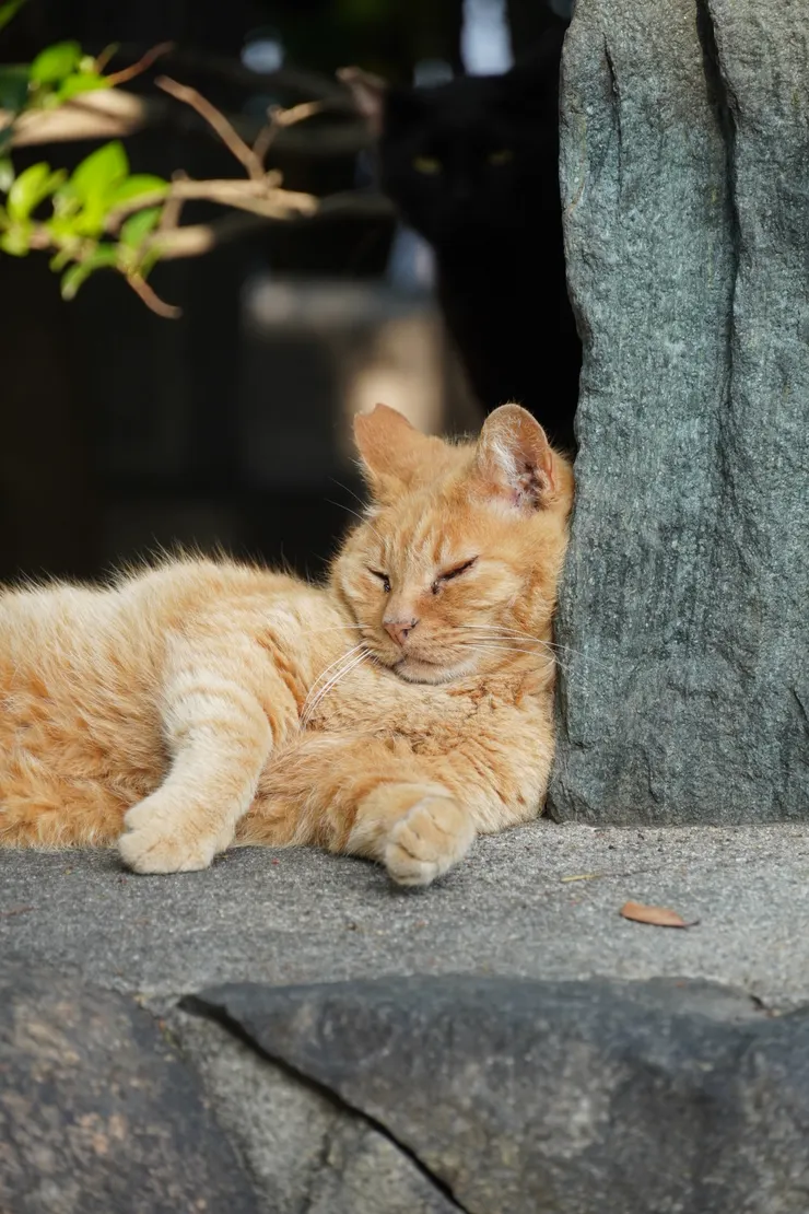 看著牠我也想睡了