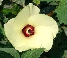 秋葵的花為黃色,呈現漏斗型,雄蕊柱較花冠為短,基部具花藥。