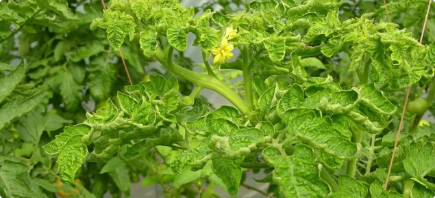 得了番茄黃化捲葉病毒的番茄。圖片取自網路