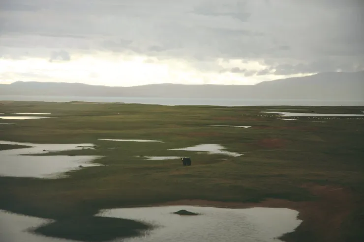 措那與一隻孤獨的氂牛