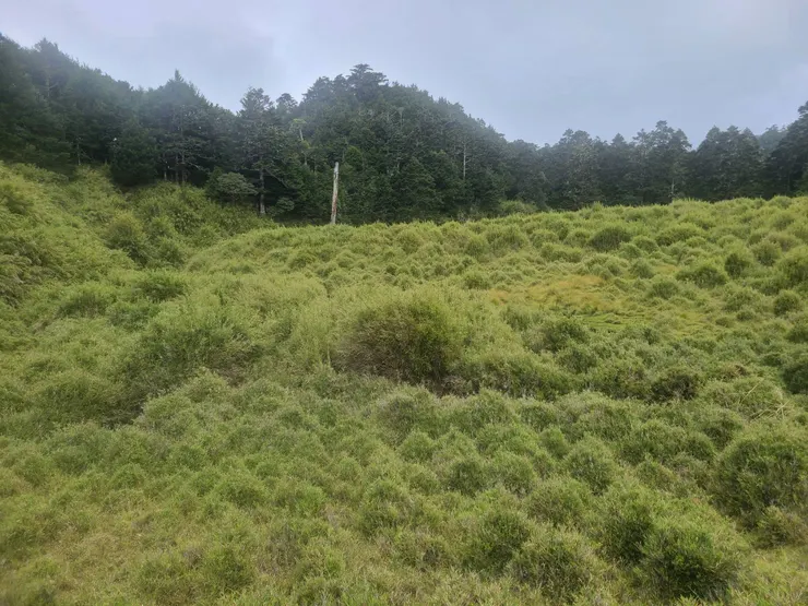 離開箭竹地獄，但還是要很注意底下坑洞、高低差