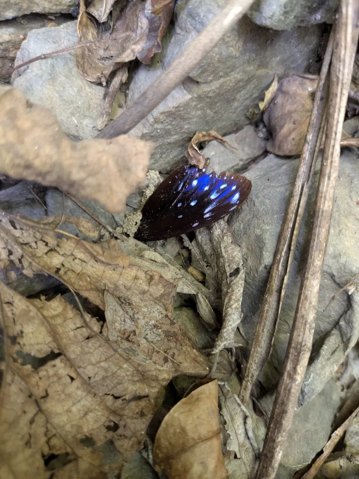 怕大家眼睛痠，配張紫斑蝶的翅膀