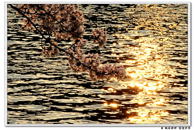 【東京・櫻花】