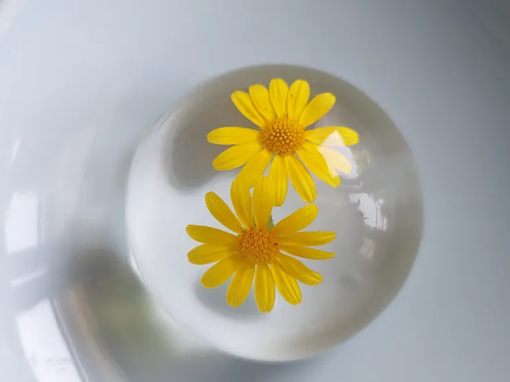 用製作水信玄餅的白涼粉，將金毛菊的燦爛封存起來。