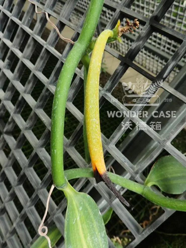 香莢蘭的成熟果莢