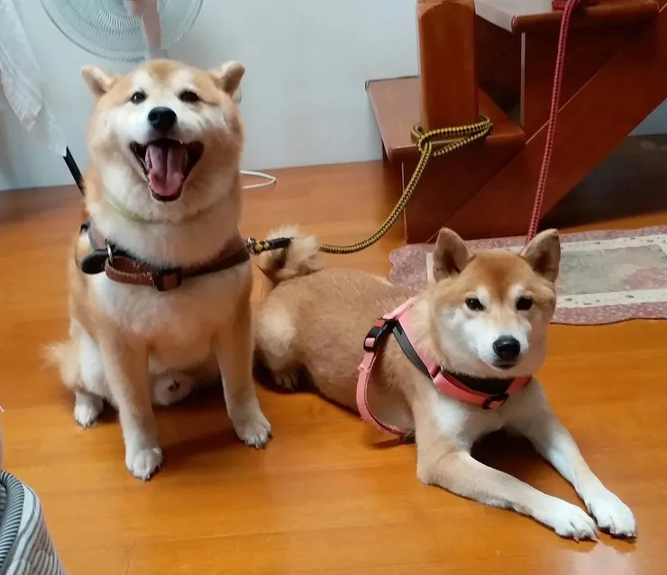 大毛在兇兇的老婆面前，只能傻笑(大毛爸爸提供)