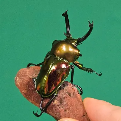 峰甲蟲 活體庫存