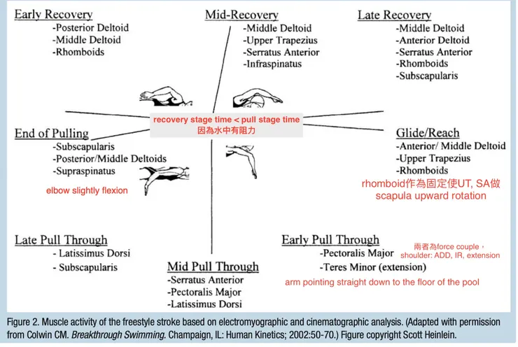 自由式：上肢動作分期與肌肉活動分析