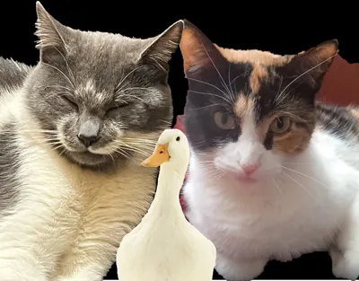 阿刀刀叨叨叨叨