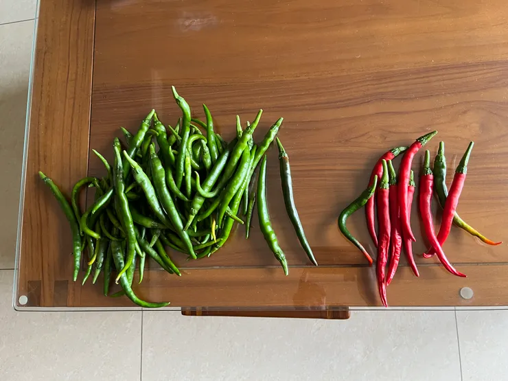 很可惜 都還沒變紅就要採收了