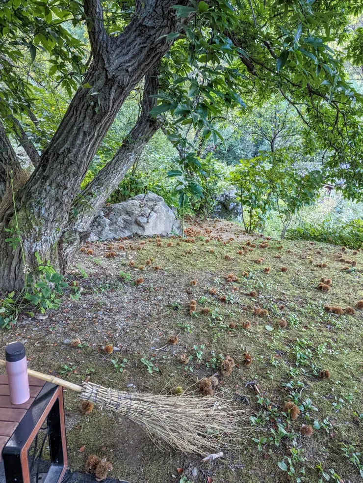 清早起床,灑掃栗子球