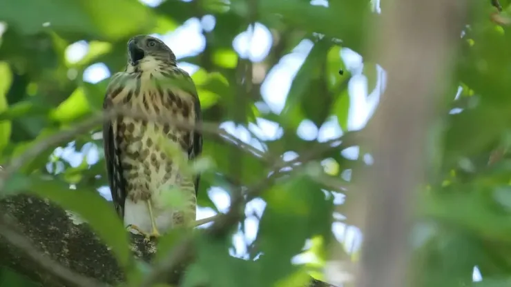 松雀鷹體紋較粗，似“一撻撻“