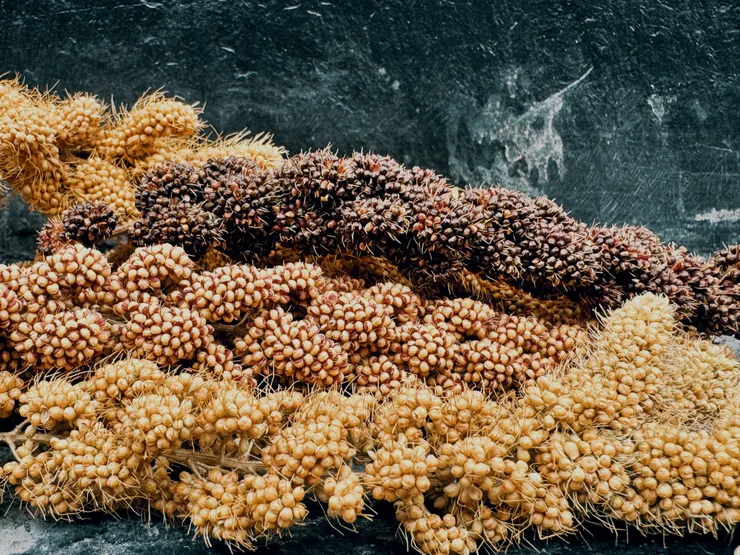 不同種類的小米