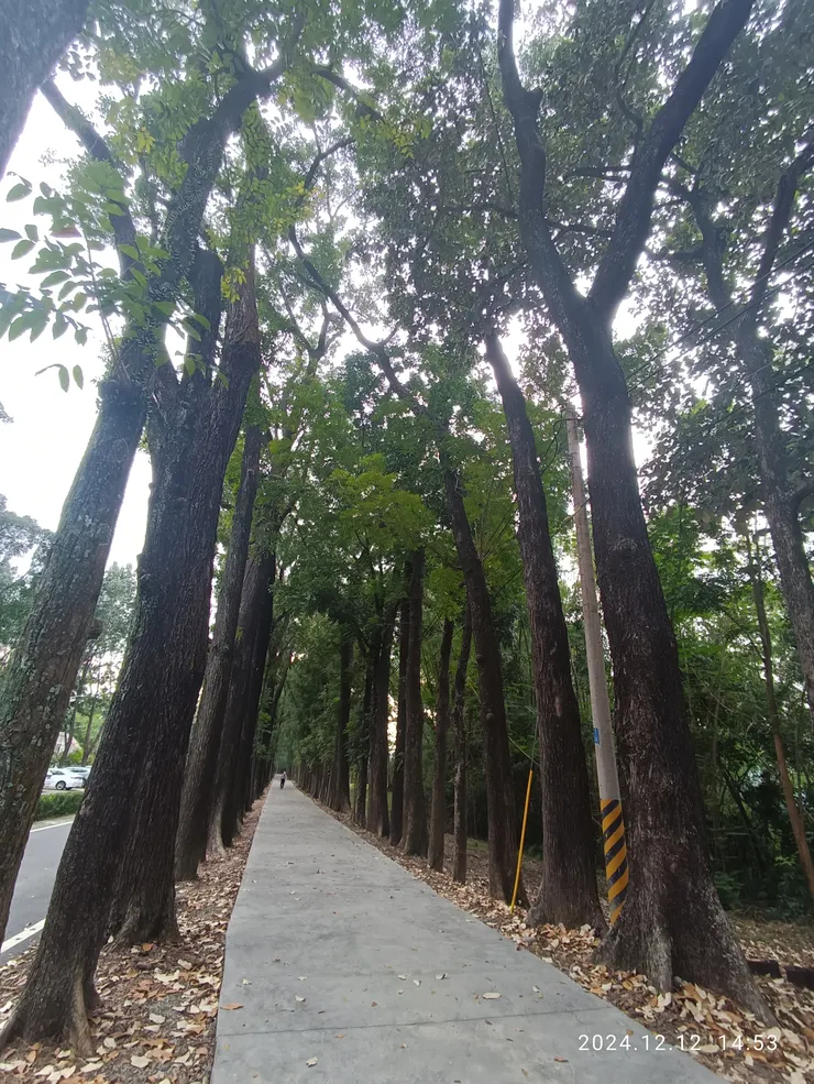 桃花心木道長二公里