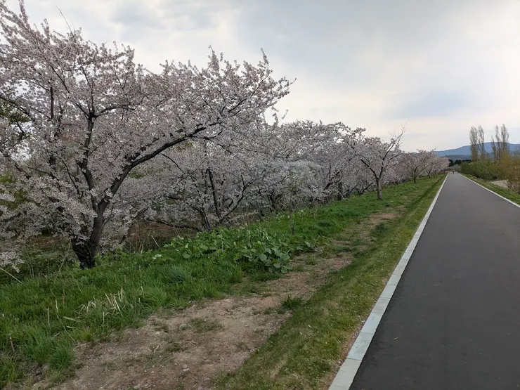 余市盛開的櫻花林