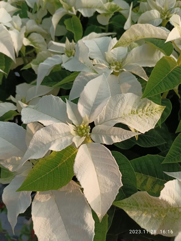 白聖誕，生淡白，髮霜鬢白暗偷換，自拍攝