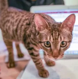 三兩五的不穩定生活的沙龍