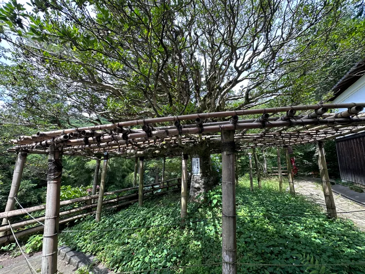 這棵樹據說是5大老之一的「片桐勝元」種的 ，至今已經有400年的歷史了