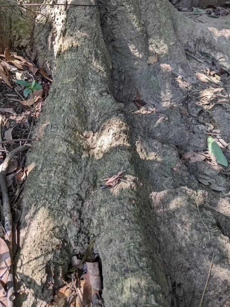 有保護色的昆蟲，跳很高！