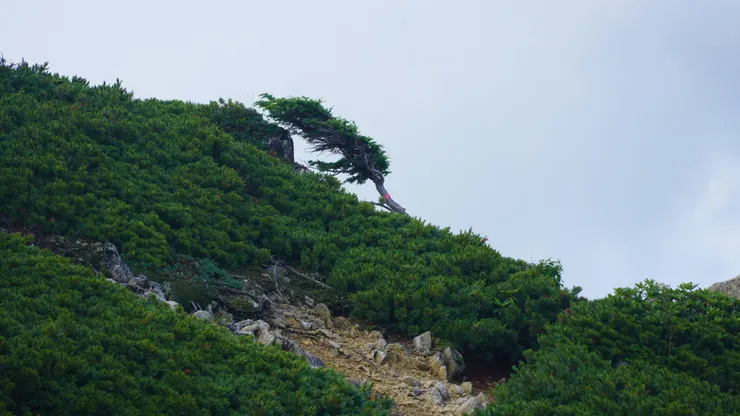 被風雕塑出的樹形