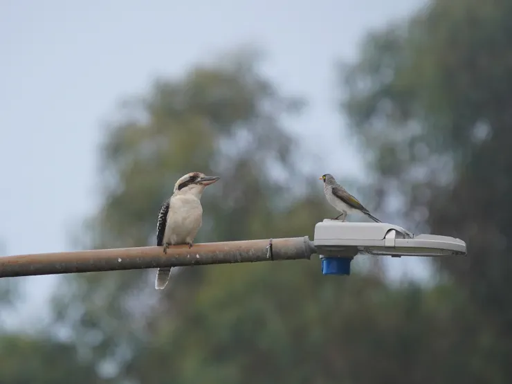 Laughing Kookaburra & Noisy Miner