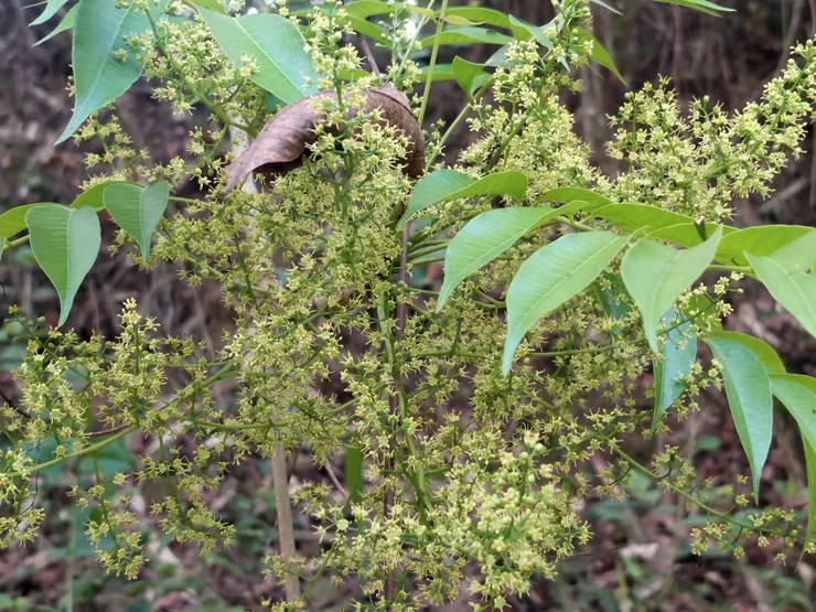 不知名植物的花序，香氣迷離，令螞蟻與蜜蜂都不能自已！