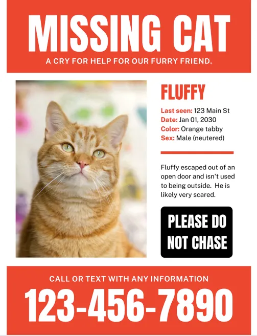 圖片來源：Shadow Cats TNR