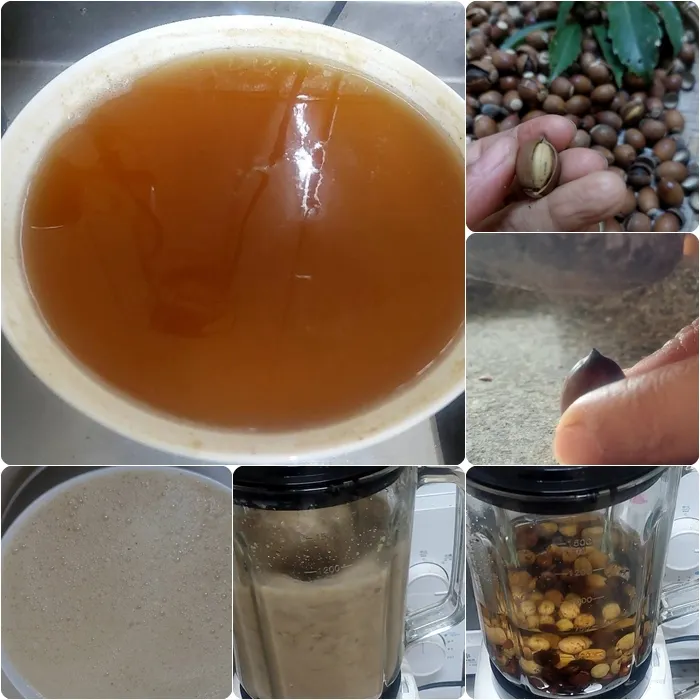 橡實去澀的取粉方式(簡圖)，將橡實去取出種子，再加水打成橡實漿，再透過浸泡去澀，倒掉紅棕色的水，再換清水浸泡，以去除單寧。一天三次，約浸泡四天。