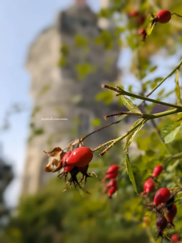 多倫多旅遊時遇見的玫瑰果