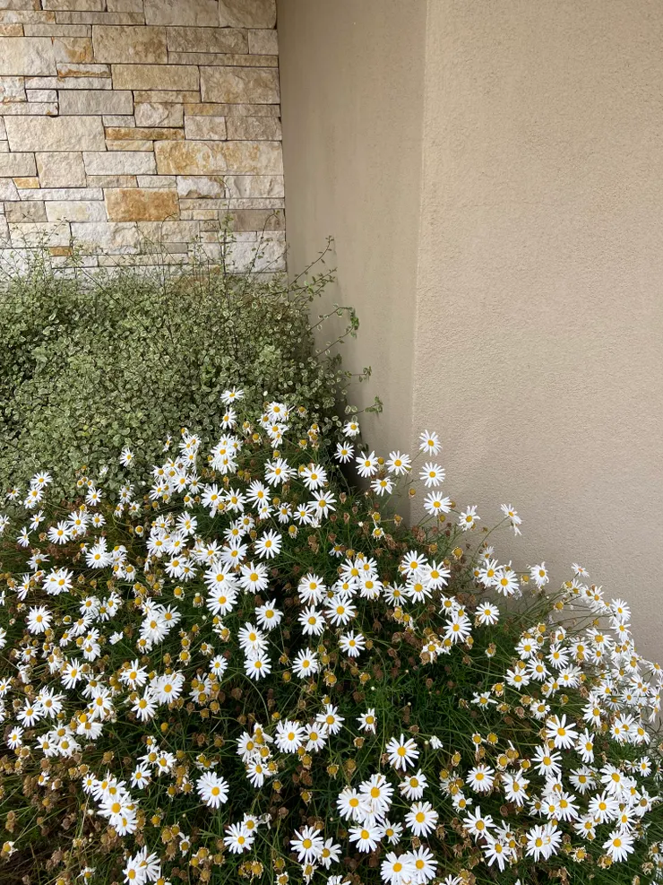 六月底的Pebble Beach周邊的可愛小花，如果只能愛一個地方，也許真的是加州呢。