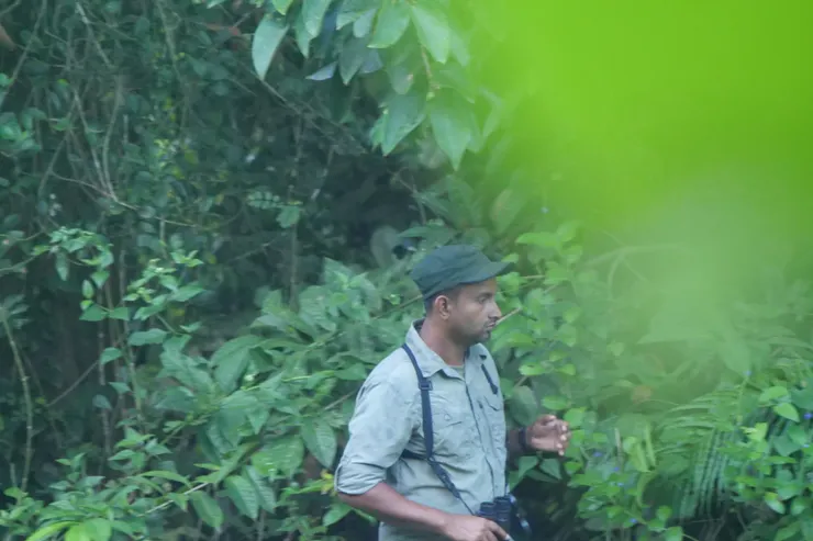 努力搜索雀鳥的導游Thilina