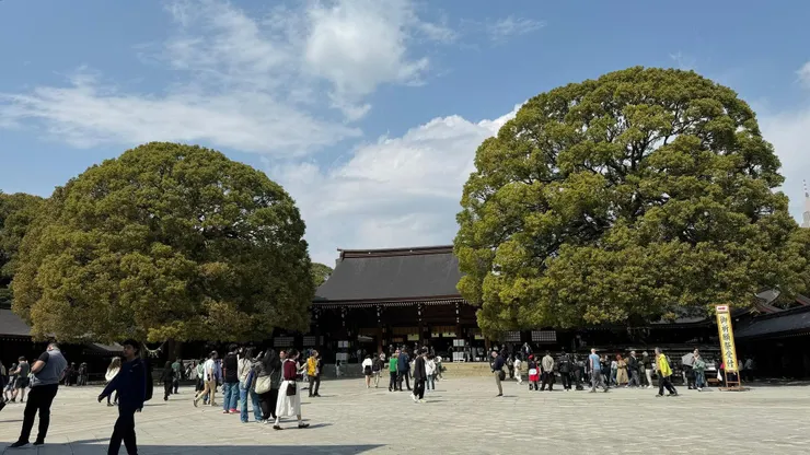 神社前圓圓的、可愛的樹>///<