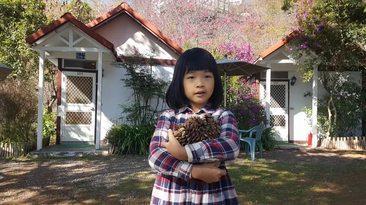 2019年全家到清境農場出遊，小女兒在松樹下撿了一堆松果。南部雖然有松樹，卻很少看到松果，大概是氣候不利於生長吧