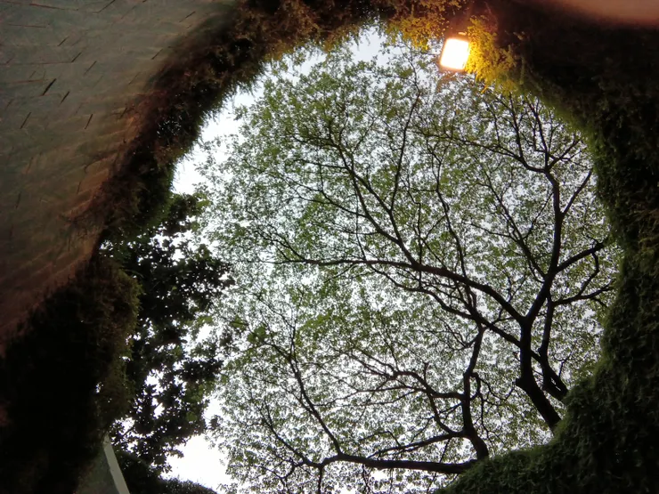 傳說中的褔康寧樹洞…