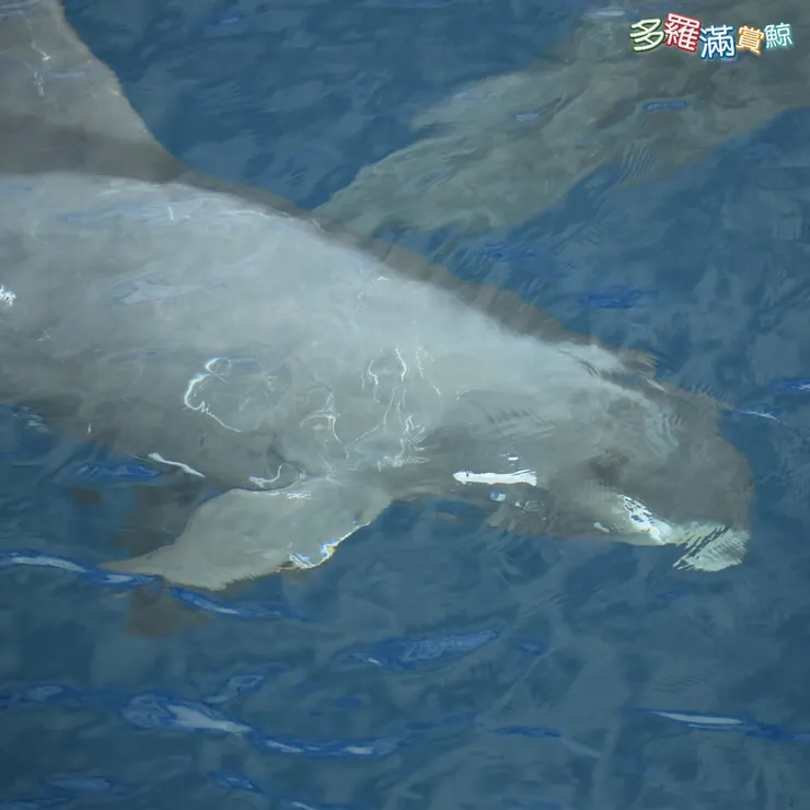 多羅滿賞鯨 小虎鯨