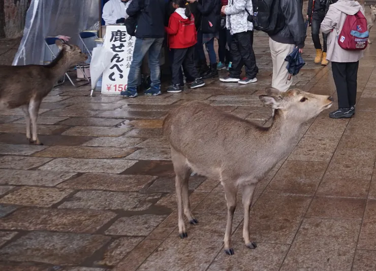 參考照片(當時鹿仙貝只要150呢，現在2024年要200了)
