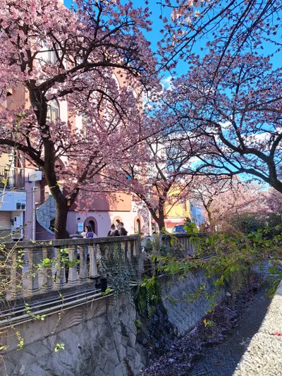 熱海賞櫻 靜岡一日遊