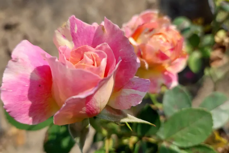 莫內玫瑰(Claude Monet)