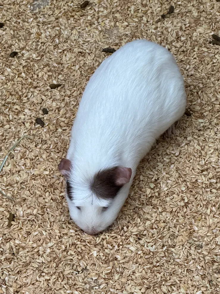 2026/04/25 天竺鼠