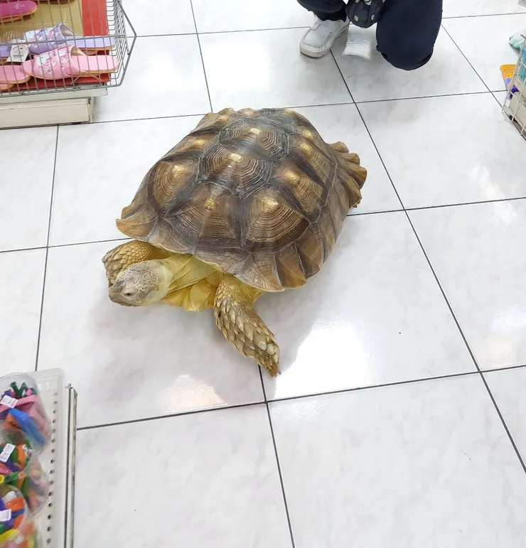 賣場內自由走動的大型陸龜